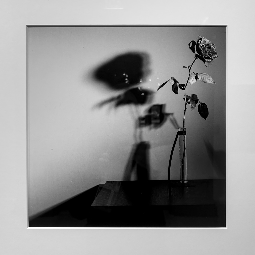 Robert Mapplethorpe (American, 1946 - 1989) Rose, 1977 Gelatin silver print 16 x 20 inches (40.6 x 50.8 cm) Courtesy of Tia Collection, Santa Fe, NM - A formally arranged and very dramatically lit rose in a vase casts a prominent shadow to the photo center. The shadow becomes a weighted focal point in what is predominantly empty space otherwise, initiating a sense of isolation and loneliness.